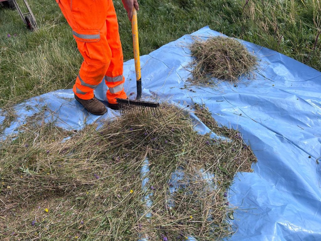 Seed being sorted by hand- chaff removed